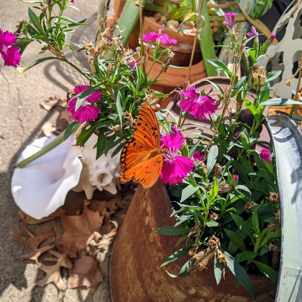 A beautiful butterfly landing on flowers at our house on the sunny day of the Downtown Stillwater Oktoberfest event.